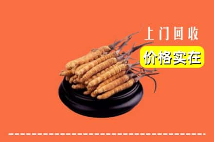 永定区回收冬虫夏草